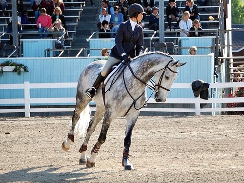 Horses give us the wings we lack. Just tweeting about the crazy hunter world and cute equestrian fashion. Zone 3 fo lyfffeee.