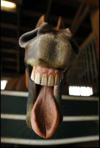 Tweeting the stupid things horses do in 140 characters or less.