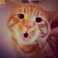 Tigger (@tiggerhatesbath) 's Twitter Profile