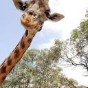 BobTothGiraffe - @BobTothGiraffe - Twitter