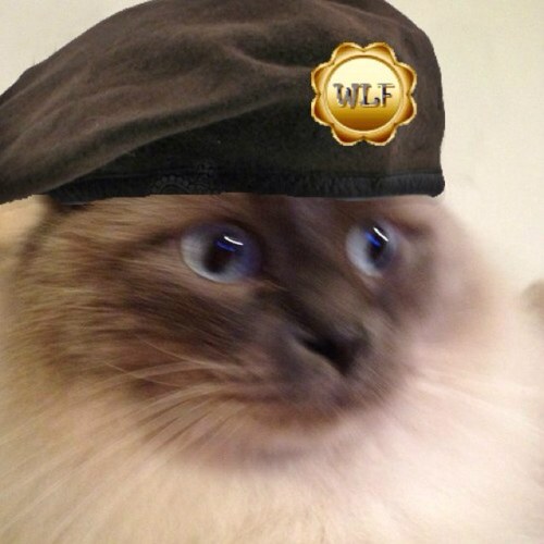 I'm a friendly ragdoll kitty =^.^= Happy member of the #WLF. I luv snacks, naps, and snacks : ) =^.^=