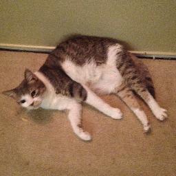 PawWatchers's profile picture. Complete #petsitting and #dogwalking services! Please visit http://t.co/jPmpEgfT5v for more information! #cats #dogs #ballstonspa #malta #lutherforest