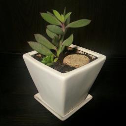 Creating succulent designs. Perfect for the home, office, patio, gift, events or weddings.