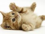 こんにちは!皆さんお疲れ様です。猫画像で癒されてくださいませ。今日も楽しい1日を過ごしましょうね。楽しみは自分で見つけないと♪よろしくお願いします。