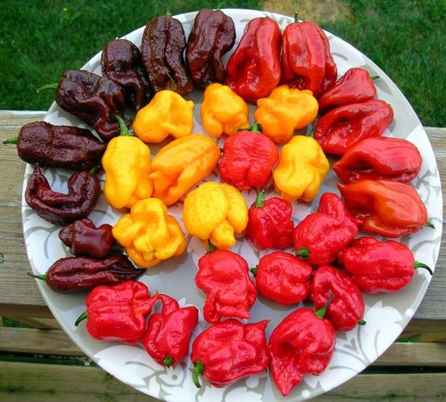 Hotties for pepperheads. We sell the hottest peppers in the world!