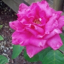 Bella Reilly - @bellanick53 - Twitter