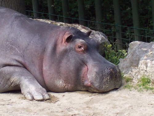 hippoes