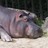 hippoes's profile image