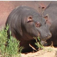 Hippo_Pools's profile picture. Set in the South African Bushveld, Hippo Pools offers a range of affordable accommodation in a beautiful riverine setting.