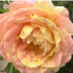 NaturalGarden紀行☘ (@naturalggarden) Twitter profile photo NaturalGarden紀行☘ (@naturalggarden) Twitter profile photo
