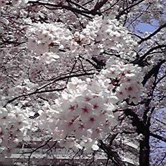 秘密結社雑務担当。日本語と英語を間違って使います。I write a stupid Japanese and Engrish. 様々なOS愛好家です。BSD/Linux/Win/macOSが主。 発言内容が所属組織等の意見を示すものではなく、個人見解の全てではありません。#IHAnet AS64651/64652