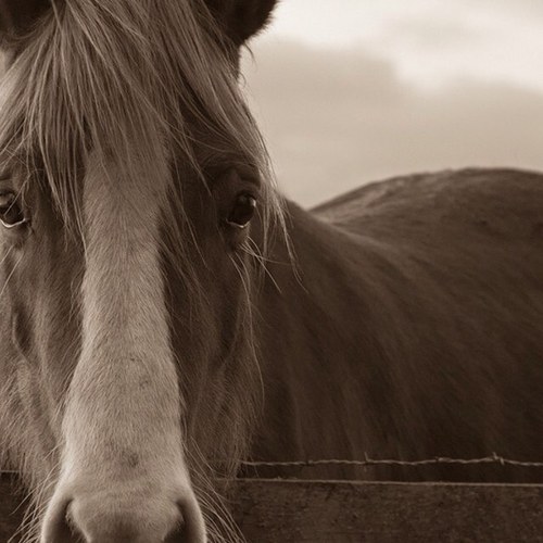 I live horse riding