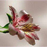 月影の勇者✡2✡ (@nergissultan) Twitter profile photo