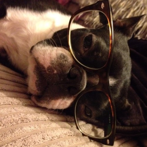 AgnessMcTavish's profile picture. Young rebellious Boston Terrier. 'The Others' in the house think they OWN me. They can dress me up and teach me tricks but they cannae take my freedom.