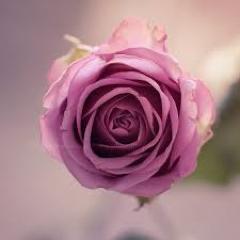 Out of your vulnerabilities will come your strength. -Sigmund Freud