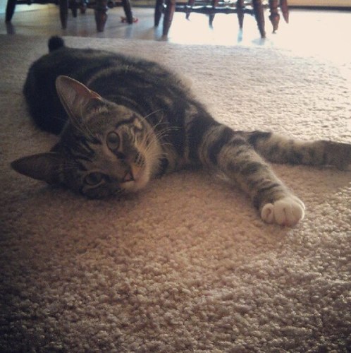 I am a tiny, beautiful Mancoon Cat with the most gorgeous big stripes! I am funny, loving, and have a bit of a princess attitude! All hail Princess Tiger Lily!
