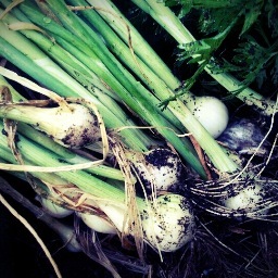 Moes_tuintje's profile picture. Beginner in de moestuin, lees m'n avonturen op http://t.co/UgkMfaePVR