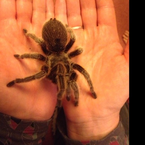 owensanimals's profile picture. Fascinating educational animal encounters by an experienced and engaging presenter.