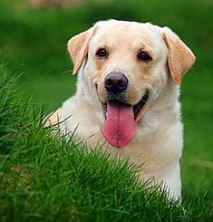 My names Bouncer and I'm a golden labrador. These are my daily thoughts! For more information on training my kind, visit our website..