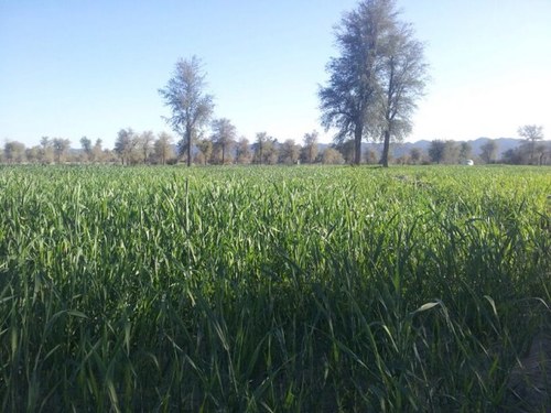 Ajohi59's profile picture. Im'a Baloch