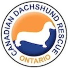 CndDoxieRescue's profile picture. Canadian Dachshund Rescue (Ontario) mission is to help homeless dachshunds find homes. Consider fostering, volunteering, or donating to help dachshunds in need.