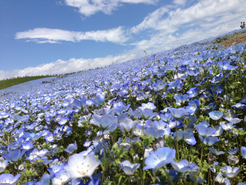 花や風景を気ままに撮ってます。