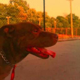 Regularizer66's profile picture. 