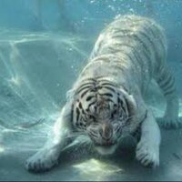 max  (@laserluca) 's Twitter Profile