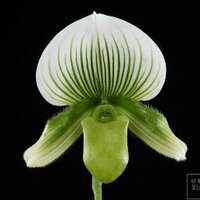 Lin Tsung Ying (@miaohua_orchids) Twitter profile photo