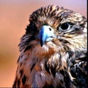 الــــــــراقــــــي - @JessieBeard13 - Twitter