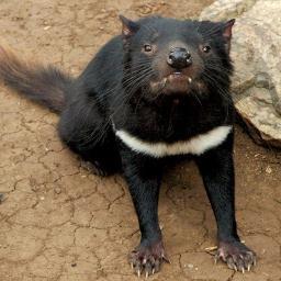 NortERascal's profile picture. petrolheadedscifireadin'lovincookin'tweeter