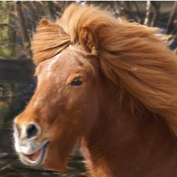 Parelli Natural Horsemanship inspiration.