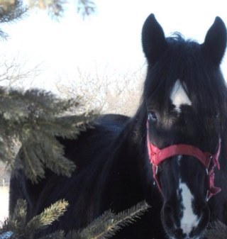 The way to heaven is on horseback.