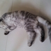 ねこのすけ (@nakomasshigura) Twitter profile photo ねこのすけ (@nakomasshigura) Twitter profile photo