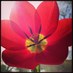 Christina Tischler (@elastic_rabbit) Twitter profile photo