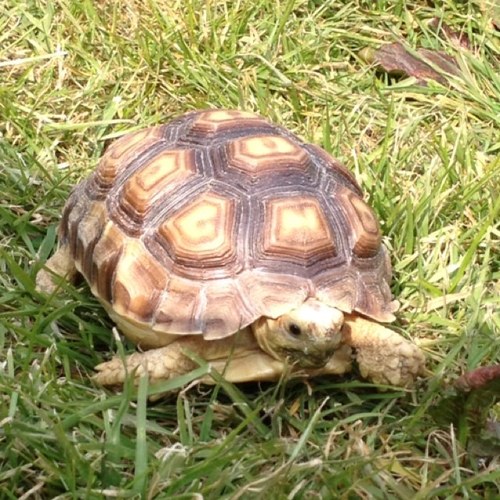 nicolarout1's profile picture. I am a mum of 4 beauiful children and 1 angel which i love them all very much xx i love animals i have cats, rabbits and tortoises xx