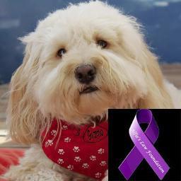Snr Gizmo  Spokesmutt for the dog refuges of Tenerife and author of  'Nobody's Poodle' http://t.co/AyZfaDW0Rd