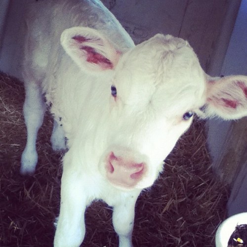 I show dontcha know?! #getatme ✌ #bannerchaser pigs• cattle• God• family• FFA• #THEfarmLife