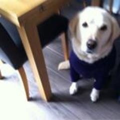 lucyyellowlab's profile picture. 7 yr old yellow lab GF @Rudipuds