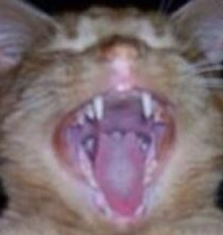 I love skateboarding,cats, and titanic