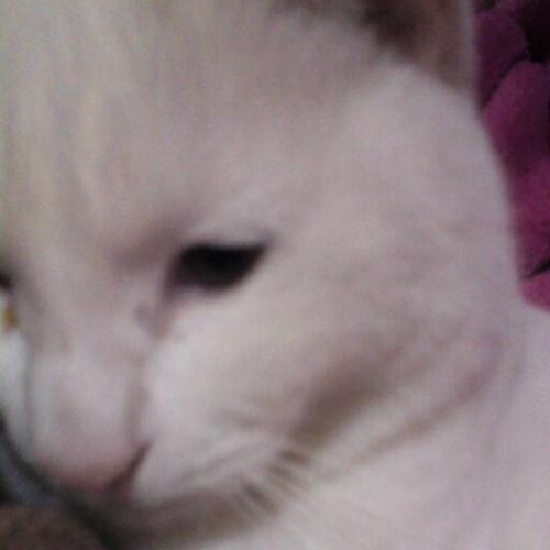 ninenamesky's profile picture. 寒いの苦手な年中鼻水エアテスター猫。野良です。