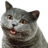 brians_cat's profile image