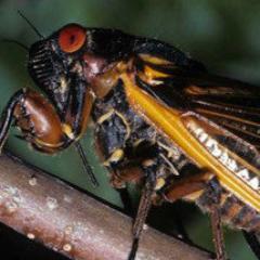 CTCicada's profile picture. Coming back in the Summer of 2016. Details: https://t.co/NggXQroCgD