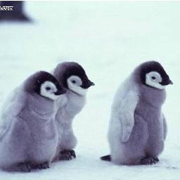 BrebisdesAlpes's profile picture. Tu peux me folow car oui j'ai était un pigeon dans une autre vie ou alors une brebis ? Une brebisgeonne alors? Moi j'aime @moutondesalpes :3