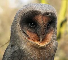 razor033's profile picture. son of Sol and Mapleshade. orange tabby cat that can change into an owl. soldier 2 Kludd.