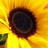 MarniYHAS's profile image