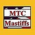 Raising English Mastiffs since 1997, Champion Bloodlines and proud English Mastiff dogs. Responsible Breeder & Proud Owners