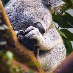 Hello,
Do you like cute Koala's in your timeline?
Follow me !
#koalaonice