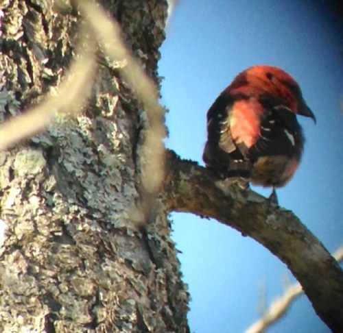 BirdWatchDude's profile picture. Bruce Dralle is a birder and conservationist.