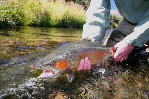 #1 Fly Shop in the Vail Valley with over 30 years of experience. Offering guided fly fishing trips all year long, even in the Winter.